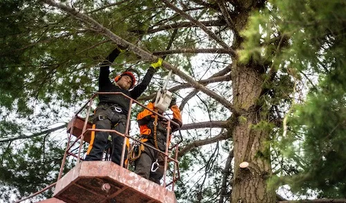 Arborists & Tree Surgeons