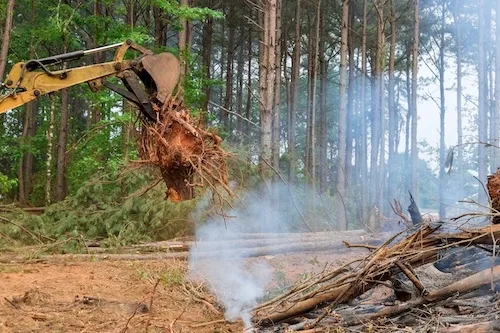 Complete Stump Removal