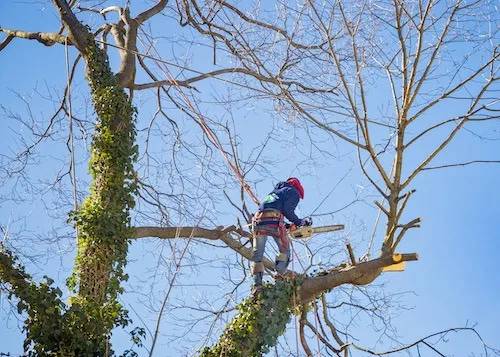 Pruning